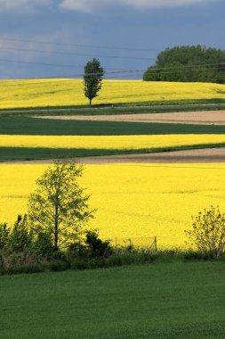 Sleza Peyzaj Parkı, Sleza Dağı 'nın eteklerinde, Polonya' nın güneybatısında, Avrupa. Bahar manzarası.