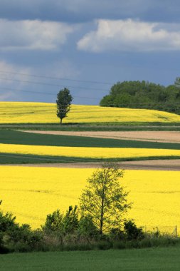 Sleza Peyzaj Parkı, Sleza Dağı 'nın eteklerinde, Polonya' nın güneybatısında, Avrupa. Bahar manzarası.