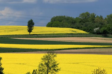 Sleza Peyzaj Parkı, Sleza Dağı 'nın eteklerinde, Polonya' nın güneybatısında, Avrupa. Bahar manzarası.