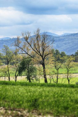 Sleza Peyzaj Parkı, Sleza Dağı eteklerinde, Polonya 'nın güneybatısında, Avrupa.