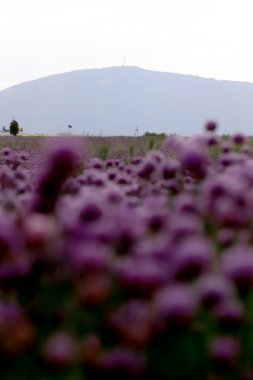 Sleza Peyzaj Parkı 'nda, Polonya' nın güneybatısındaki Sleza Dağı 'nın eteğinde çiçek açan mor bir soğan tarlası..