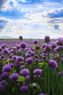 Sleza Peyzaj Parkı 'nda, Polonya' nın güneybatısındaki Sleza Dağı 'nın eteğinde çiçek açan mor bir soğan tarlası..