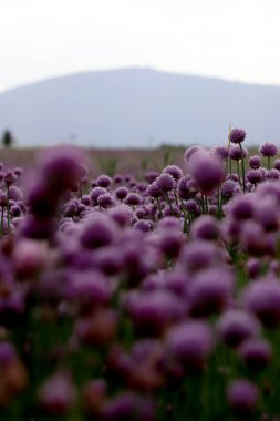 Sleza Peyzaj Parkı 'nda, Polonya' nın güneybatısındaki Sleza Dağı 'nın eteğinde çiçek açan mor bir soğan tarlası..
