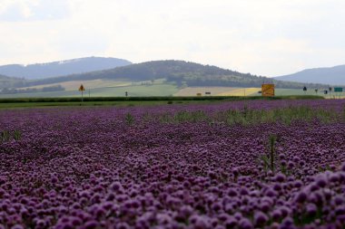 Sleza Peyzaj Parkı 'nda, Polonya' nın güneybatısındaki Sleza Dağı 'nın eteğinde çiçek açan mor bir soğan tarlası..
