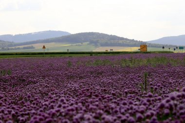 Sleza Peyzaj Parkı 'nda, Polonya' nın güneybatısındaki Sleza Dağı 'nın eteğinde çiçek açan mor bir soğan tarlası..