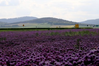 Sleza Peyzaj Parkı 'nda, Polonya' nın güneybatısındaki Sleza Dağı 'nın eteğinde çiçek açan mor bir soğan tarlası..