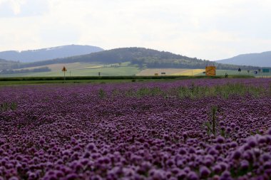 Sleza Peyzaj Parkı 'nda, Polonya' nın güneybatısındaki Sleza Dağı 'nın eteğinde çiçek açan mor bir soğan tarlası..