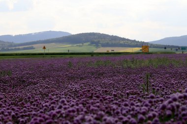 Sleza Peyzaj Parkı 'nda, Polonya' nın güneybatısındaki Sleza Dağı 'nın eteğinde çiçek açan mor bir soğan tarlası..