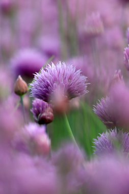 Sleza Peyzaj Parkı 'nda, Polonya' nın güneybatısındaki Sleza Dağı 'nın eteğinde çiçek açan mor bir soğan tarlası..