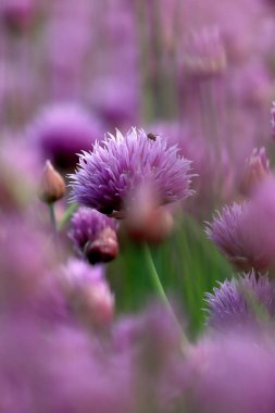 Sleza Peyzaj Parkı 'nda, Polonya' nın güneybatısındaki Sleza Dağı 'nın eteğinde çiçek açan mor bir soğan tarlası..