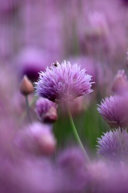 Sleza Peyzaj Parkı 'nda, Polonya' nın güneybatısındaki Sleza Dağı 'nın eteğinde çiçek açan mor bir soğan tarlası..