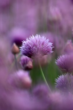 Sleza Peyzaj Parkı 'nda, Polonya' nın güneybatısındaki Sleza Dağı 'nın eteğinde çiçek açan mor bir soğan tarlası..