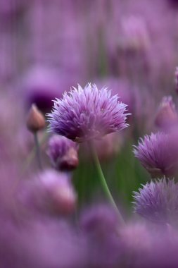 Sleza Peyzaj Parkı 'nda, Polonya' nın güneybatısındaki Sleza Dağı 'nın eteğinde çiçek açan mor bir soğan tarlası..