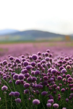 Sleza Peyzaj Parkı 'nda, Polonya' nın güneybatısındaki Sleza Dağı 'nın eteğinde çiçek açan mor bir soğan tarlası..