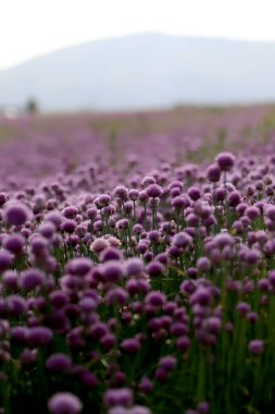 Sleza Peyzaj Parkı 'nda, Polonya' nın güneybatısındaki Sleza Dağı 'nın eteğinde çiçek açan mor bir soğan tarlası..