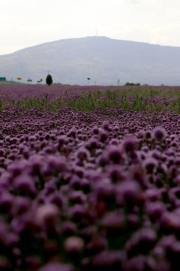 Sleza Peyzaj Parkı 'nda, Polonya' nın güneybatısındaki Sleza Dağı 'nın eteğinde çiçek açan mor bir soğan tarlası..