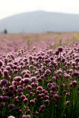 Sleza Peyzaj Parkı 'nda, Polonya' nın güneybatısındaki Sleza Dağı 'nın eteğinde çiçek açan mor bir soğan tarlası..