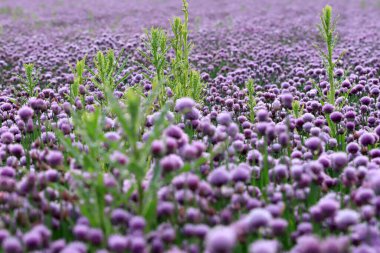 Sleza Peyzaj Parkı 'nda, Polonya' nın güneybatısındaki Sleza Dağı 'nın eteğinde çiçek açan mor bir soğan tarlası..