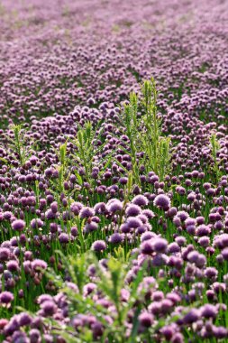 Sleza Peyzaj Parkı 'nda, Polonya' nın güneybatısındaki Sleza Dağı 'nın eteğinde çiçek açan mor bir soğan tarlası..