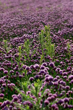 Sleza Peyzaj Parkı 'nda, Polonya' nın güneybatısındaki Sleza Dağı 'nın eteğinde çiçek açan mor bir soğan tarlası..