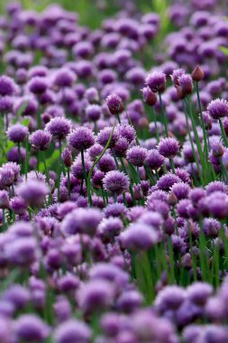 Sleza Peyzaj Parkı 'nda, Polonya' nın güneybatısındaki Sleza Dağı 'nın eteğinde çiçek açan mor bir soğan tarlası..