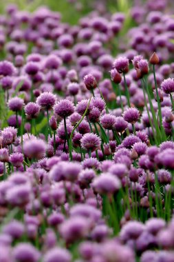 Sleza Peyzaj Parkı 'nda, Polonya' nın güneybatısındaki Sleza Dağı 'nın eteğinde çiçek açan mor bir soğan tarlası..