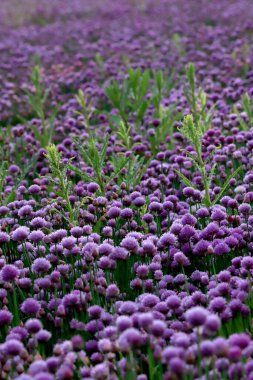 Sleza Peyzaj Parkı 'nda, Polonya' nın güneybatısındaki Sleza Dağı 'nın eteğinde çiçek açan mor bir soğan tarlası..
