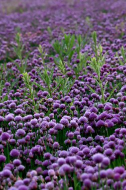 Sleza Peyzaj Parkı 'nda, Polonya' nın güneybatısındaki Sleza Dağı 'nın eteğinde çiçek açan mor bir soğan tarlası..