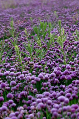 Sleza Peyzaj Parkı 'nda, Polonya' nın güneybatısındaki Sleza Dağı 'nın eteğinde çiçek açan mor bir soğan tarlası..