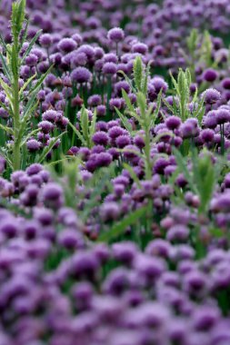 Sleza Peyzaj Parkı 'nda, Polonya' nın güneybatısındaki Sleza Dağı 'nın eteğinde çiçek açan mor bir soğan tarlası..