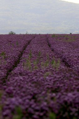 Sleza Peyzaj Parkı 'nda, Polonya' nın güneybatısındaki Sleza Dağı 'nın eteğinde çiçek açan mor bir soğan tarlası..