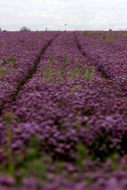 Sleza Peyzaj Parkı 'nda, Polonya' nın güneybatısındaki Sleza Dağı 'nın eteğinde çiçek açan mor bir soğan tarlası..