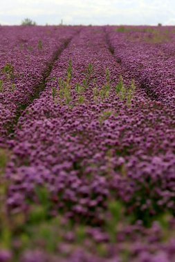 Sleza Peyzaj Parkı 'nda, Polonya' nın güneybatısındaki Sleza Dağı 'nın eteğinde çiçek açan mor bir soğan tarlası..