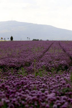 Sleza Peyzaj Parkı 'nda, Polonya' nın güneybatısındaki Sleza Dağı 'nın eteğinde çiçek açan mor bir soğan tarlası..