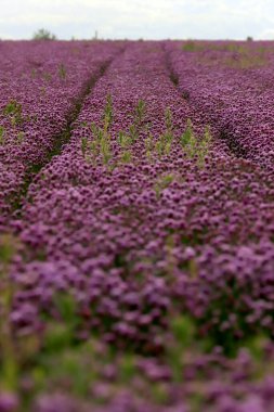Sleza Peyzaj Parkı 'nda, Polonya' nın güneybatısındaki Sleza Dağı 'nın eteğinde çiçek açan mor bir soğan tarlası..