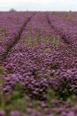 Sleza Peyzaj Parkı 'nda, Polonya' nın güneybatısındaki Sleza Dağı 'nın eteğinde çiçek açan mor bir soğan tarlası..