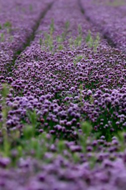 Sleza Peyzaj Parkı 'nda, Polonya' nın güneybatısındaki Sleza Dağı 'nın eteğinde çiçek açan mor bir soğan tarlası..