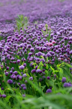 Sleza Peyzaj Parkı 'nda, Polonya' nın güneybatısındaki Sleza Dağı 'nın eteğinde çiçek açan mor bir soğan tarlası..