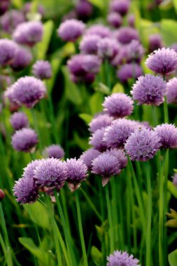 Sleza Peyzaj Parkı 'nda, Polonya' nın güneybatısındaki Sleza Dağı 'nın eteğinde çiçek açan mor bir soğan tarlası..