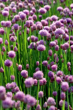 Sleza Peyzaj Parkı 'nda, Polonya' nın güneybatısındaki Sleza Dağı 'nın eteğinde çiçek açan mor bir soğan tarlası..