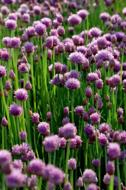 Sleza Peyzaj Parkı 'nda, Polonya' nın güneybatısındaki Sleza Dağı 'nın eteğinde çiçek açan mor bir soğan tarlası..