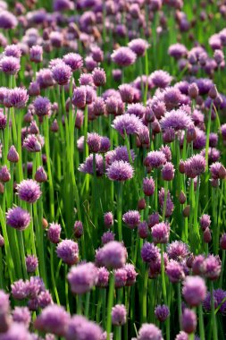 Sleza Peyzaj Parkı 'nda, Polonya' nın güneybatısındaki Sleza Dağı 'nın eteğinde çiçek açan mor bir soğan tarlası..