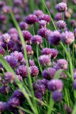 Sleza Peyzaj Parkı 'nda, Polonya' nın güneybatısındaki Sleza Dağı 'nın eteğinde çiçek açan mor bir soğan tarlası..