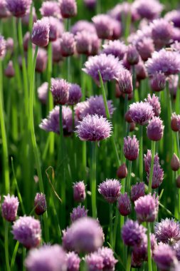 Sleza Peyzaj Parkı 'nda, Polonya' nın güneybatısındaki Sleza Dağı 'nın eteğinde çiçek açan mor bir soğan tarlası..