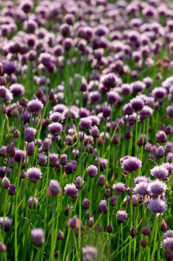Sleza Peyzaj Parkı 'nda, Polonya' nın güneybatısındaki Sleza Dağı 'nın eteğinde çiçek açan mor bir soğan tarlası..