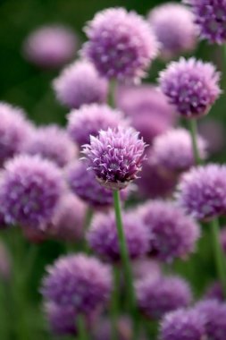 Sleza Peyzaj Parkı 'nda, Polonya' nın güneybatısındaki Sleza Dağı 'nın eteğinde çiçek açan mor bir soğan tarlası..