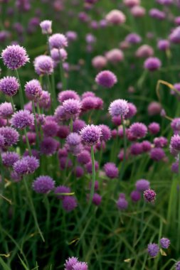 Sleza Peyzaj Parkı 'nda, Polonya' nın güneybatısındaki Sleza Dağı 'nın eteğinde çiçek açan mor bir soğan tarlası..