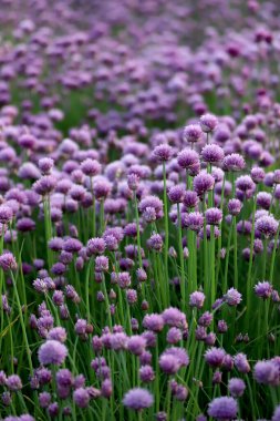 Sleza Peyzaj Parkı 'nda, Polonya' nın güneybatısındaki Sleza Dağı 'nın eteğinde çiçek açan mor bir soğan tarlası..