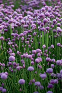 Sleza Peyzaj Parkı 'nda, Polonya' nın güneybatısındaki Sleza Dağı 'nın eteğinde çiçek açan mor bir soğan tarlası..