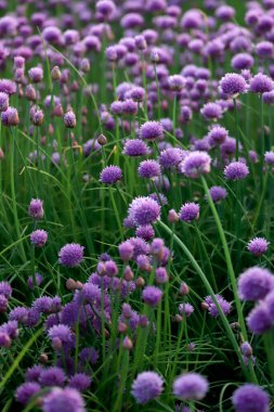 Sleza Peyzaj Parkı 'nda, Polonya' nın güneybatısındaki Sleza Dağı 'nın eteğinde çiçek açan mor bir soğan tarlası..